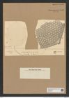 Triceratium straba A. Schm. (de-Toni-Nr.: Genus 139, Species 374) Zeichnungen Sammlung Grunow Nr. 7176 (NHMW-BOT-W0376155)